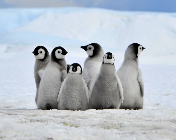 Six penguins