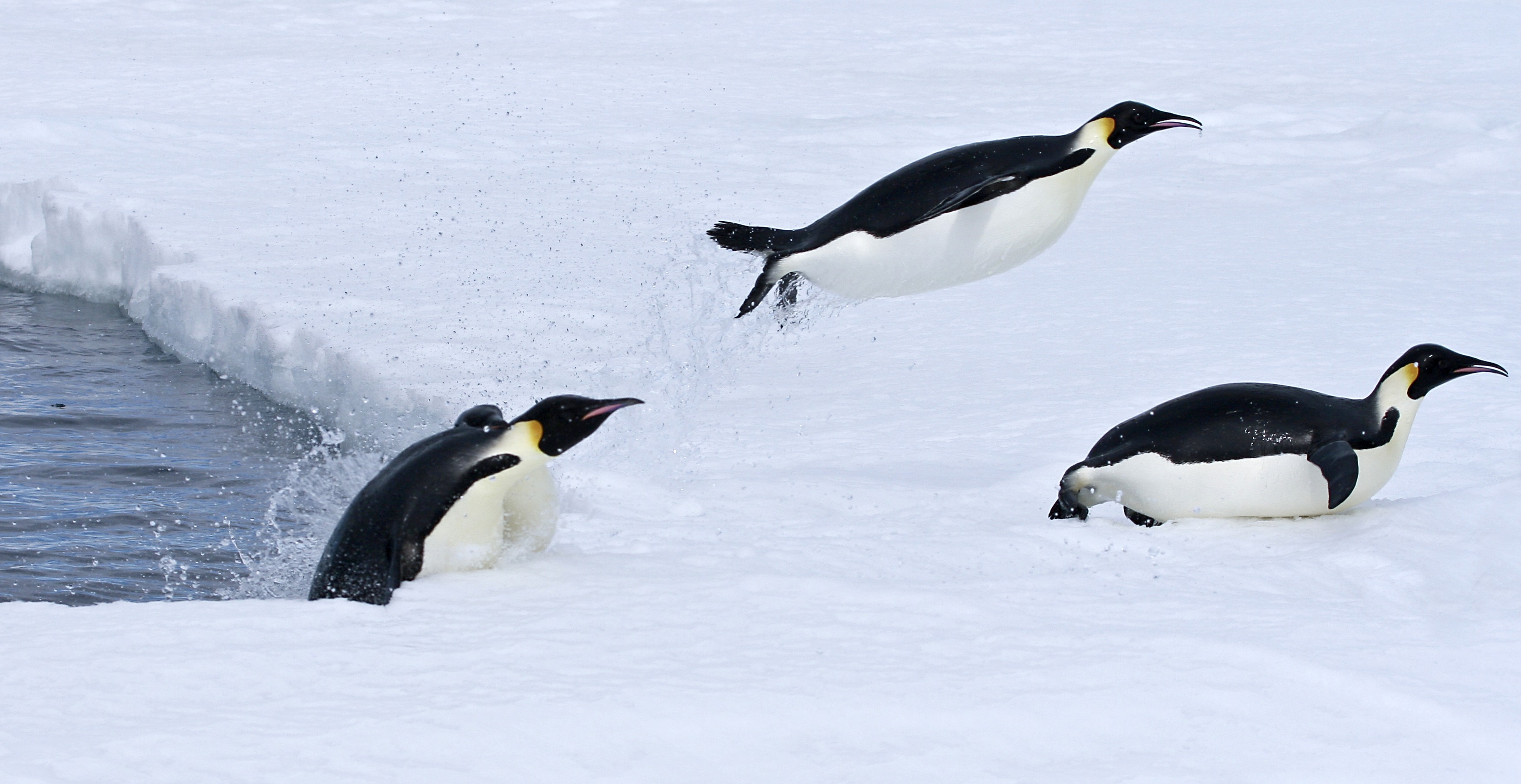 3 penguins on ice